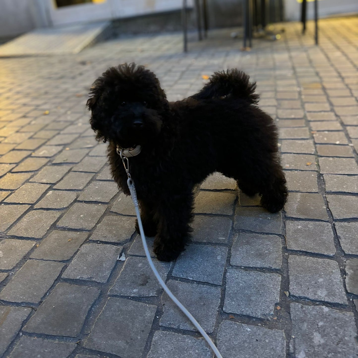 Leather Duo Leash
